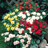 2 Mixed Rose Bush Live Plants, Well-Rooted Starter Plants, 5-9 Inches Tall