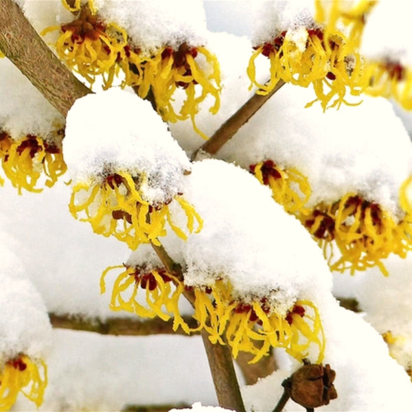 2 Yellow Witch Hazel Trees, Flowering Shrubs In Quart Pots For Planting