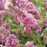 2 Live Pink Butterfly Bush Plants, Perennial Flower Shrubs, 4-7 In Tall