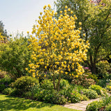 2 Yellow Magnolia Shrubs, Flowering Plants In 2.5-Inch Pots, 6-12 In Tall