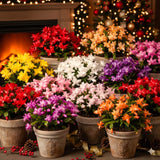 2 Live Mixed Christmas Cactus Plants, 3-6 Inch Houseplant Gift For Home