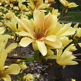 Live Yellow Bird Magnolia Plant, Flowering Garden Shrub, 6-12 Inches Tall