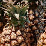 2 Live White Jade Pineapple Plants, 4-6 Inches, Tropical Indoor Outdoor