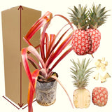 2 Live Pineapple Plants, 4-6 Inch Tropical Fruit Plants For Containers