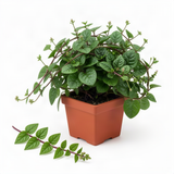 Half Gallon Potted Malabar Spinach Live Plant, 6-12 Inches Tall For Gardens