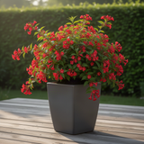 6-12 Inch Red Weigela Live Plant, Potted Ornamental Shrub For Garden Beds
