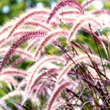 2 Live Red Purple Fountain Grass Plants, 5-9 Inch Tall Ornamental Grass