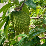 Live Guanabana Fruit Tree, 5-8 Inch Soursop Seedling For Garden Planting