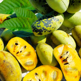 2 Live Pawpaw Fruit Tree Seedlings, Potted Plants, 6-12 Inches, Young Trees