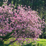 Ann Live Flowering Tree Plant, Purple Red Blooms, 6-12 In Tall, 2.5 In Pot