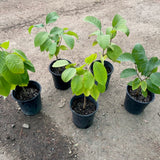 Live Sugar Apple Fruit Tree, Annona Squamosa, 2-3 Ft Tall In Gallon Pot