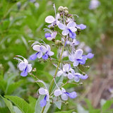 2 Live Blue Butterfly Clerodendrum Plants, Tropical Growth, 4-8 Inches