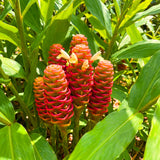 Warm Climate Red Awapuhi Shampoo Ginger, Zingiber Zerumbet, 4-7 Inch Plant