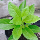 2 Live Longevity Spinach Plants, 4-8 Inch Vegetable Plants, Outdoor Garden