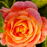 Live Orange Climbing Rose Plant, Flowering Landscape Plant For Gardens