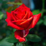 Live Red Rose Shrub, Fragrant Heirloom Starter Plant, 5-10 Inches Tall