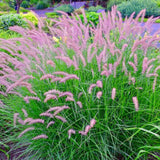 2 Live Fountain Grass Plants, 5-9 Inch Starters For Borders And Landscaping