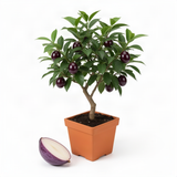 Live Red Sugar Apple Tree, 6-10 Inch Plant, Half Gallon Pot For Orchards