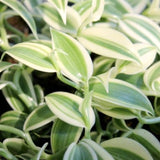 Live Variegated Vanilla Vine, 3-7 Inch Tall Outdoor Garden Flowering Plant