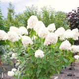 Cold-Hardy Hydrangea Live Plant, Pink To White Flowering Outdoor Shrub