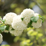 White Snowball Viburnum Shrub, 6-12 Inch Live Plant For Outdoor Gardens