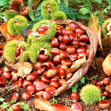 Outdoor Live Chestnut Tree, Cold Hardy Nut Seedling, 6-12 Inch, Quart Pot