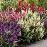 2 Live Buddleia Butterfly Bush Plants, Assorted Colors, 4-8 Inches Tall