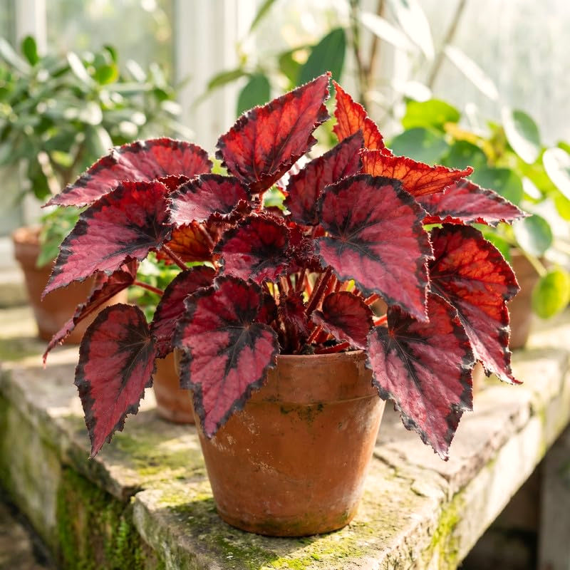 Colorful Red Begonia Live Plant, 4-6 Inch Starter For Indoor Home Decor
