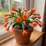 Live Orange Easter Cactus Plant, 4-6 Inch Houseplant For Decor And Gifts