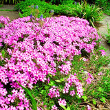 2 Creeping Phlox Live Plants, Pink Perennial Flowers, 4 To 8 Inches Tall