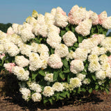 White Silver Dollar Hydrangea Shrub, Live Plant In 4-Inch Pot For Planting