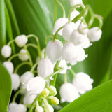 10 Lily Of The Valley Rhizomes, White Perennial Flower Bulbs For Planting