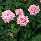 Live Pink Rose Bush, Fragrant Blooming Heirloom Plant, 5-10 Inches Tall
