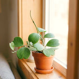 2 Live Hoya Kerrii Plants, 5-7 Inch Green Heart-Shaped Indoor Succulents