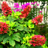 Ruby Slipper Hydrangea Live Plant, 5-9 Inch Flowering Outdoor Garden Shrub