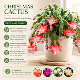 2 Live Pink Christmas Cactus Plants, 3-6 Inch Tall Houseplants For Gifts