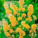 Live Butterfly Bush Shrub, Random Variety, 5-9 Inches Tall, Summer Blooms