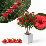 Live Red Rose Of Sharon Bush, 6-14 Inch Potted Purple Hibiscus Garden Shrub