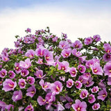 Ornamental Pink Althea Rose Of Sharon Shrub, Live Plant, 6-12 Inches Tall