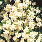 Live Philadelphus Mock Orange Shrub, Fragrant White Flowers, Quart Pot