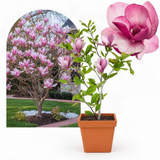 Jane Magnolia Live Flowering Garden Tree, 12-18 Inches Tall In A Gallon Pot
