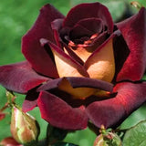 Live Dark Night Rose Bush, 5-10 Inch Tall Starter Plant, Fragrant Blooms