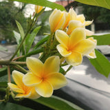 Live Yellow Plumeria Plant, 1 Gallon Pot, 1-2 Ft Tall Frangipani Tree.