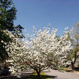 Quart Pot White Dogwood Live Tree, 8-10 Inches Tall, Outdoor Ornamental