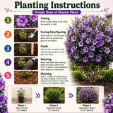 Live Purple Rose Of Sharon Shrub, 6-14 Inch Tall Plant In Pot For Gardens