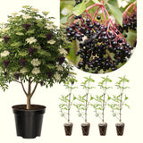 2 Live Black Elderberry Plants, 6-12 Inch Berry Shrubs For Home Gardens