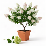 Live Silver Dollar Hydrangea Shrub, Landscape Flower Plant In 4 Inch Pot