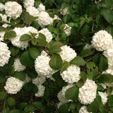 Live Japanese Snowball Viburnum Shrub, 8-10 Inch Potted Flower Bush Starter