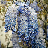 2 Live Blue Wisteria Trees, 10-12 Inch Tall Flower Vines In 2.5 Inch Pots