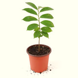 Tropical Live Guanabana Soursop Fruit Tree, 6-8 Inch Plant In A 4 Inch Pot